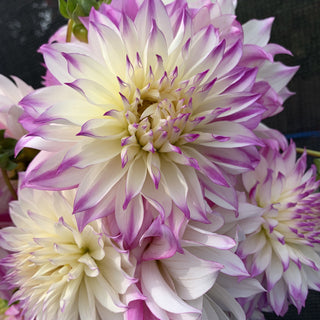 Dahlia ‘Ferncliff Illusion’ 