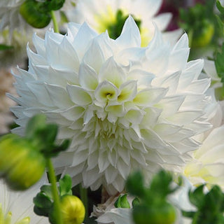Dahlia ‘Fleurel’