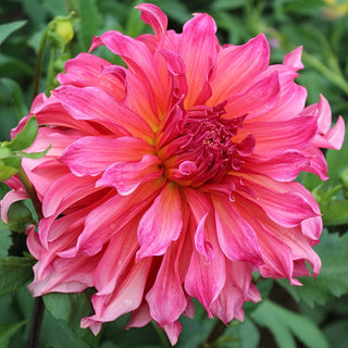 Dahlia ‘Islander’