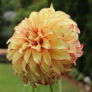 Dahlia ‘Lady Darlene’