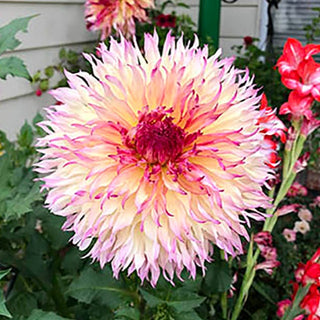 Dahlia ‘Myrtle’s Folly’