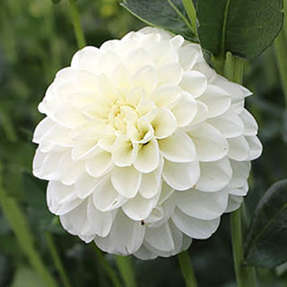 Dahlia ‘Petra’s Wedding’
