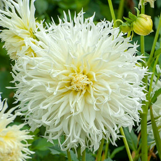 Dahlia ‘Tsuki-Yori’