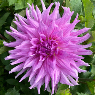 Dahlia ‘AC Lavender’ 