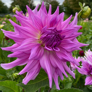 Dahlia ‘AC Lavender’