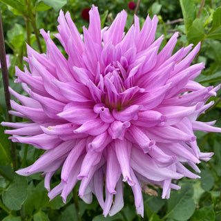 Dahlia ‘AC Lavender’ 