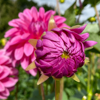 Dahlia ‘Bargaly Blush’