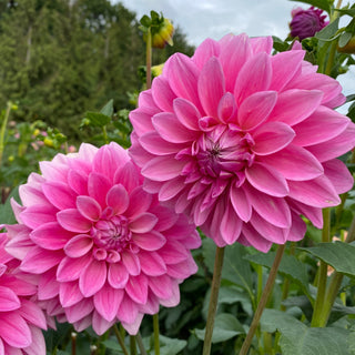 Dahlia ‘Bargaly Blush’