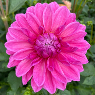 Dahlia ‘Bargaly Blush’
