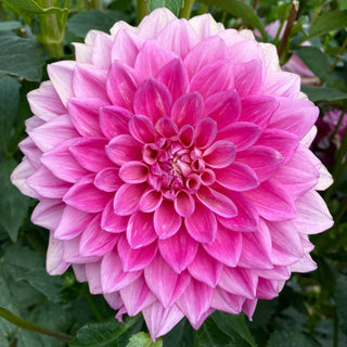 Dahlia ‘Bargaly Blush’