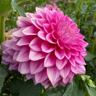 Dahlia ‘Bargaly Blush’