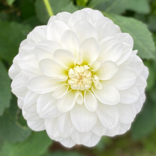 Dahlia ‘Bride-to-Be’