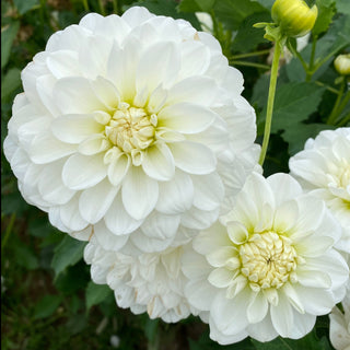 Dahlia ‘Bride-to-Be’
