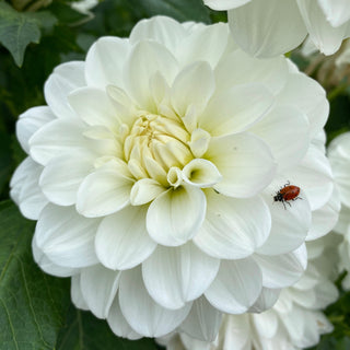 Dahlia ‘Bride-to-Be’