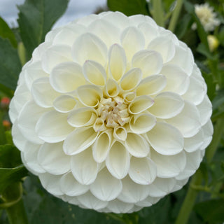 Dahlia ‘Brookside Snowball’