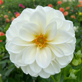 Dahlia ‘Brookside Snowball’