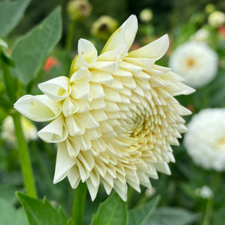 Dahlia ‘Brookside Snowball’