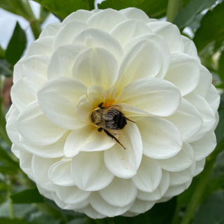 Dahlia ‘Brookside Snowball’