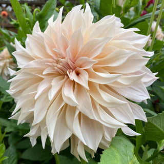 Dahlia ‘Café au Lait’