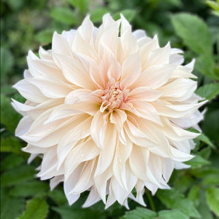 Dahlia ‘Café au Lait’