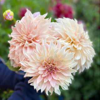 Dahlia ‘Café au Lait’