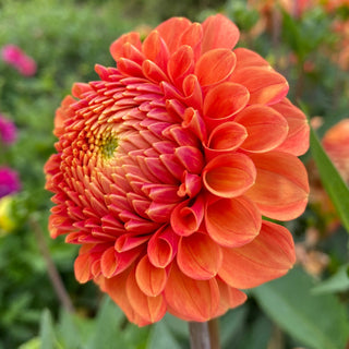 Dahlia ‘Camano Buz’