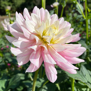 Dahlia ‘Chilson's Pride’