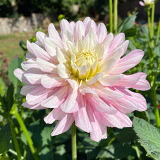 Dahlia ‘Chilson's Pride’