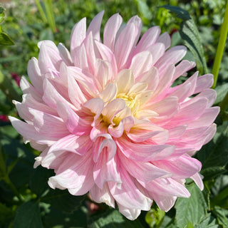 Dahlia ‘Chilson's Pride’