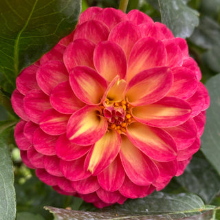 Dahlia ‘Clearview Blaze’