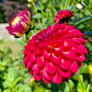 Dahlia ‘Clearview Blaze’