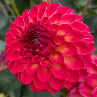 Dahlia ‘Clearview Blaze’