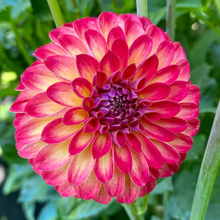 Dahlia ‘Clearview Blaze’