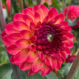 Dahlia ‘Clearview Blaze’