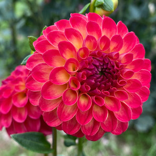 Dahlia ‘Clearview Blaze’