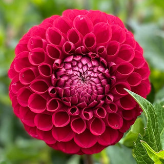 Dahlia ‘Cornel’