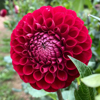 Dahlia ‘Cornel’