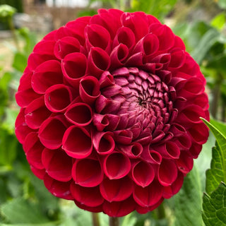 Dahlia ‘Cornel’