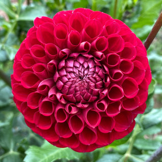 Dahlia ‘Cornel’