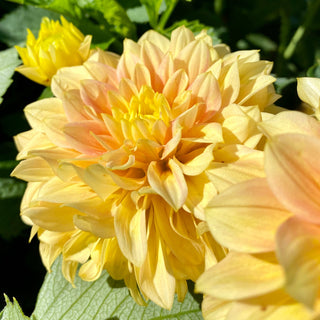 Dahlia ‘Deep Impact’