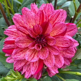 Dahlia ‘Dogs Breakfast’