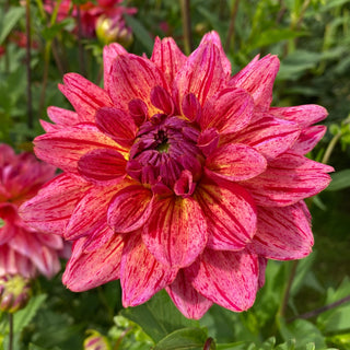 Dahlia ‘Dogs Breakfast’