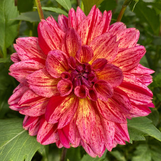 Dahlia ‘Dogs Breakfast’