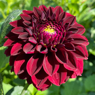 Dahlia ‘Ferncliff Ebony’