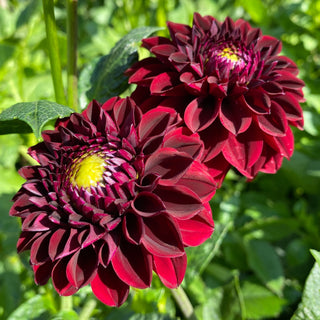 Dahlia ‘Ferncliff Ebony’