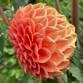 Dahlia ‘Apricot'