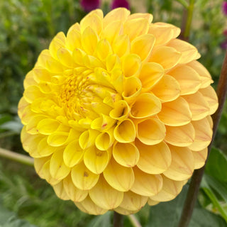 Dahlia ‘Ferncliff Citron’