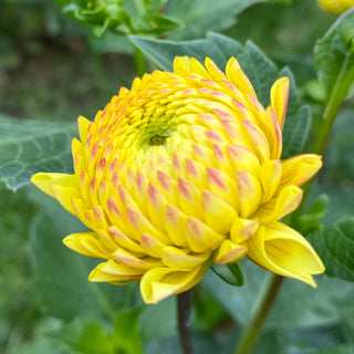 Dahlia ‘Ferncliff Citron’