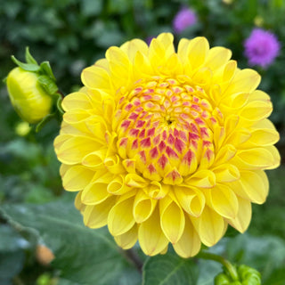 Dahlia ‘Ferncliff Citron’