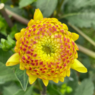 Dahlia ‘Ferncliff Citron’